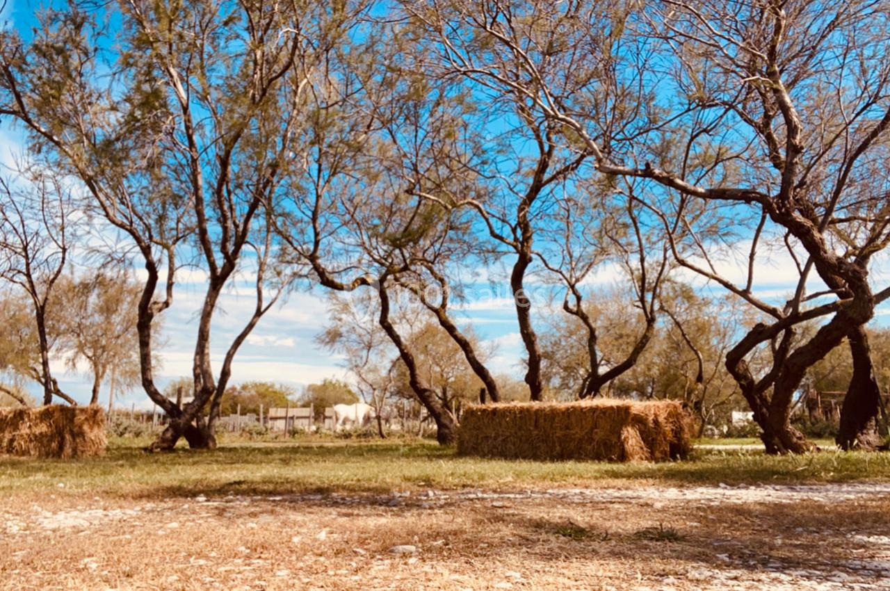 Location salle Arles (Bouches-du-Rhône) - Manade Allard #7 Arbres clairsemés dans un paysage rural ensoleillé avec des bottes de foin dispersées sur un sol herbeux.