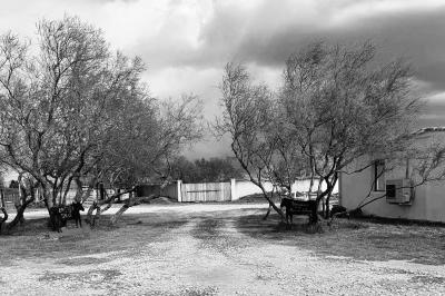 Miniature Location salle Arles (Bouches-du-Rhône) - Manade Allard #14 Chemin en gravier bordé de barrières en bois, entouré d'arbres et d'herbe sous un ciel dégagé.