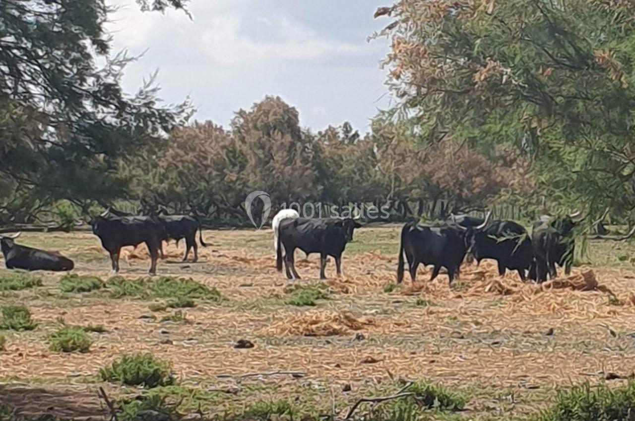 Location salle Arles (Bouches-du-Rhône) - Manade Allard #20 Des taureaux noirs paissent dans un champ arboré parsemé de végétation sèche sous un ciel partiellement nuageux.