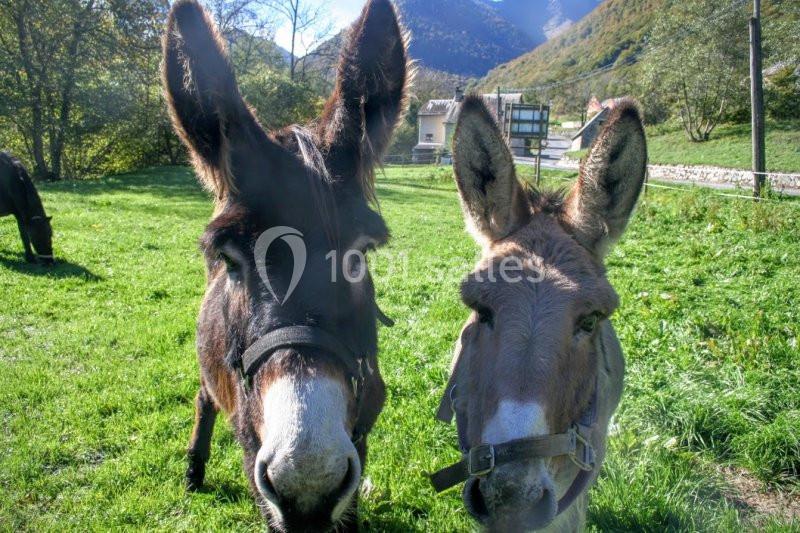 Location salle Bagnères-de-Bigorre (Hautes-Pyrénées) - Domaine De Ramonjuan 65 #16
