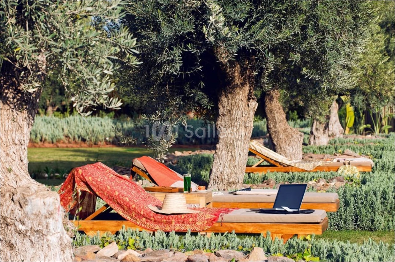 Chaises longues en bois avec coussins et couverture rouge sous des oliviers, un ordinateur portable posé sur l'une d'elles.