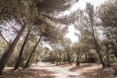 Miniature Location salle Lançon-Provence (Bouches-du-Rhône) - La Bastide d'Astres #19 Vue d'une terrasse avec parasols et piscine, encadrée par des haies sombres et un ciel dégagé en arrière-plan.