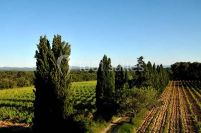 Le Mas Des Vignes - photo 5
