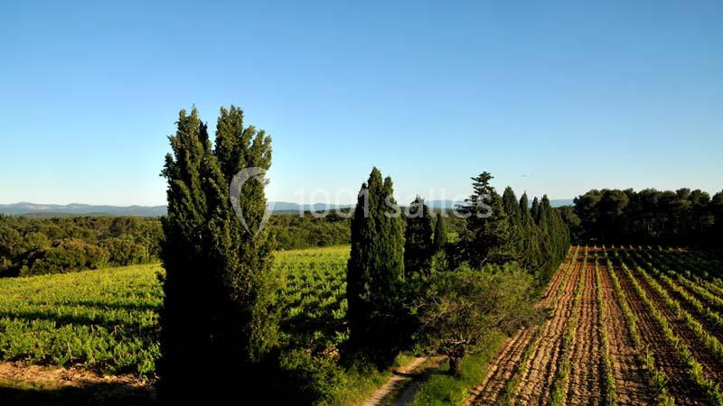 Le Mas Des Vignes - galerie - photo 5