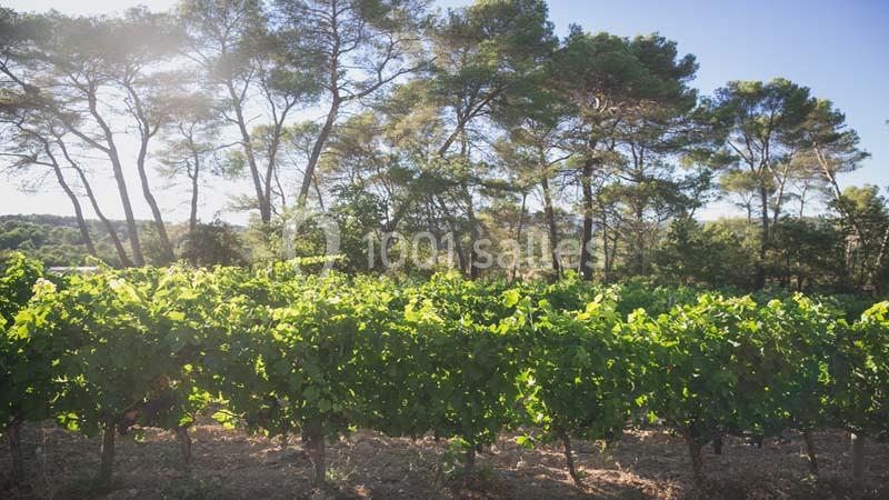 Le Mas Des Vignes - galerie - photo 6