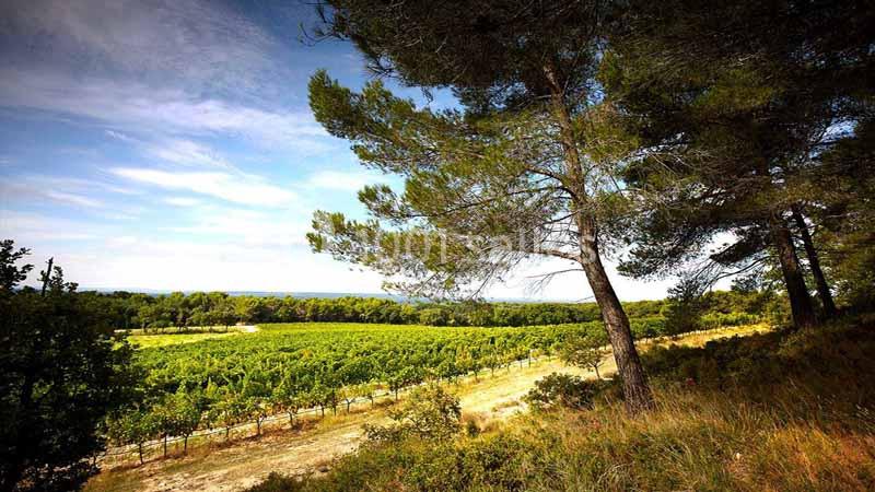 Location salle Aix-en-Provence (Bouches-du-Rhône) - Château du Seuil #15