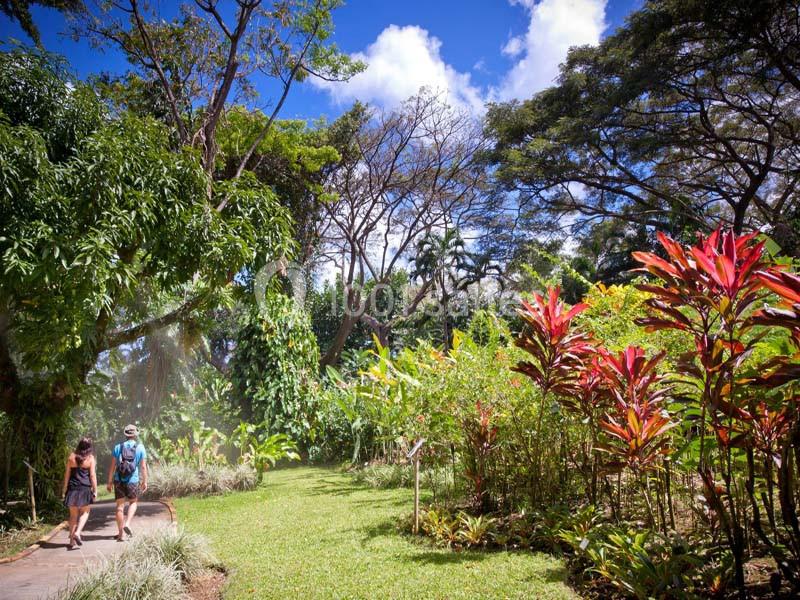 Jardin Botanique De Deshaies - galerie - photo 24