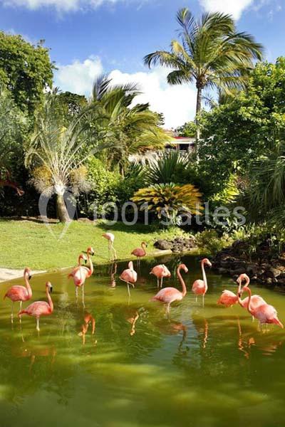 Jardin Botanique De Deshaies - galerie - photo 21