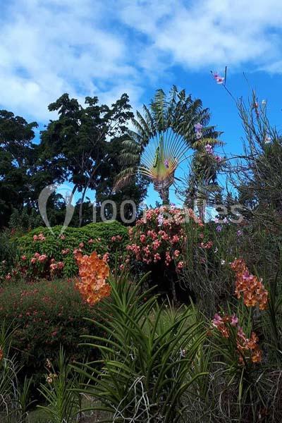 Jardin Botanique De Deshaies - galerie - photo 23