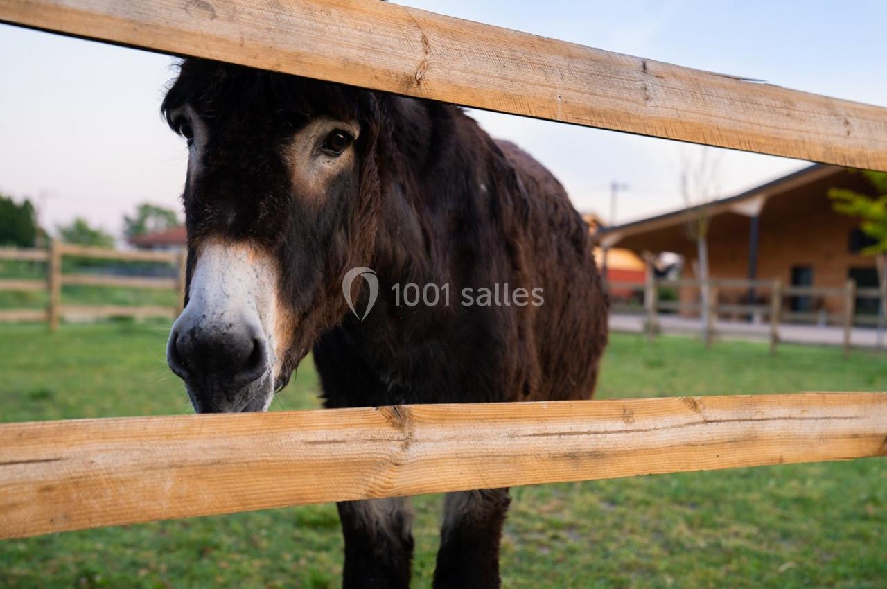 Location salle Boisset-lès-Montrond (Loire) - La Ferme Aux Trois Granges #17