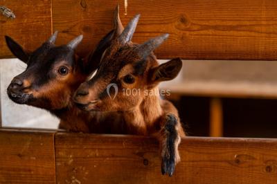 Miniature Location salle Boisset-lès-Montrond (Loire) - La Ferme Aux Trois Granges #16 Location salle Boisset-lès-Montrond (Loire) - La Ferme Aux Trois Granges #19