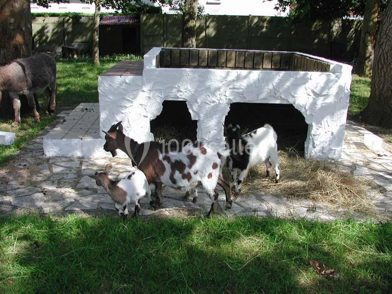 Quatre chèvres de différentes tailles se tiennent près d'une structure blanche dans un enclos herbeux.
