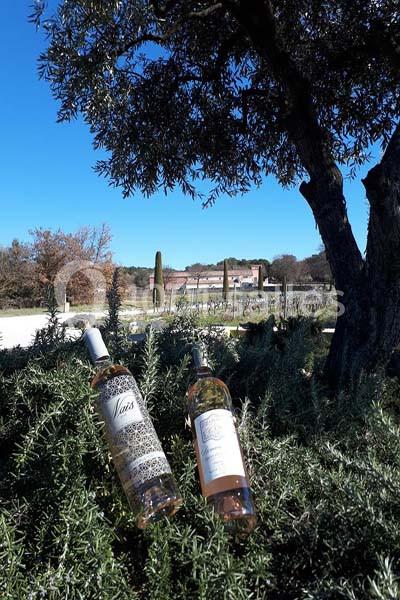 Deux bouteilles de vin posées sur des arbustes, avec un paysage provençal et un ciel bleu en arrière-plan.