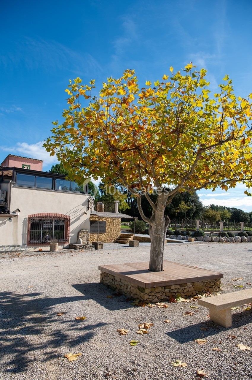 Un arbre aux feuilles jaunes et vertes sur une petite plateforme en bois, dans une cour ensoleillée.