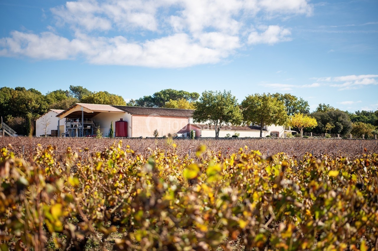 Location salle Rognes (Bouches-du-Rhône) - Domaine Naïs #14 Vignes en premier plan avec un bâtiment agricole et des arbres sous un ciel partiellement nuageux en arrière-plan.