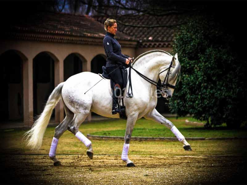 Domaine Pluvinel la Cité du Cheval - galerie - photo 12