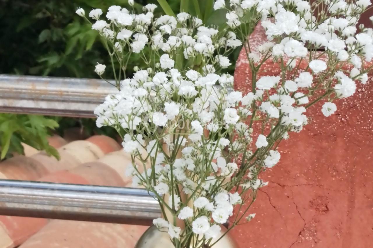 Fleur blanche et gypsophile disposées dans un vase doré, en extérieur avec un fond de végétation et de briques.
