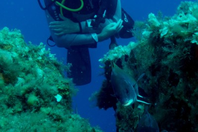 Un plongeur explore un fond marin rocheux entouré de végétation et de poissons.