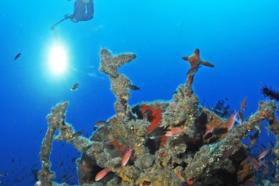 Un plongeur explore un fond marin rocheux entouré de végétation et de poissons.