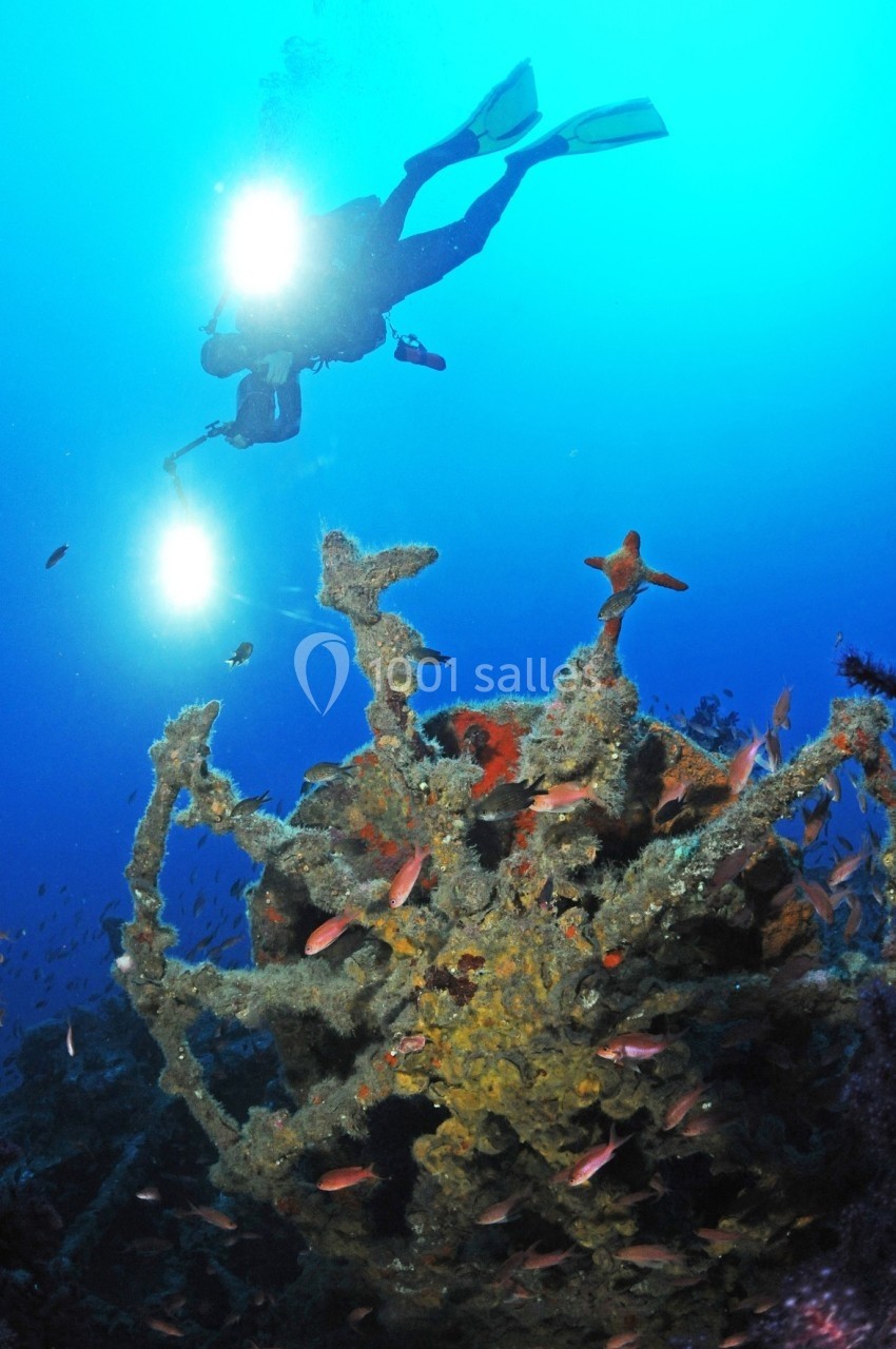 Plongeur éclairant une épave sous-marine recouverte de coraux et entourée de poissons dans des eaux claires.