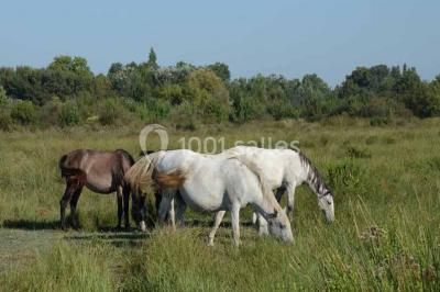 Location salle Arles (Bouches-du-Rhône) - Mas du Marais du Capeau #13