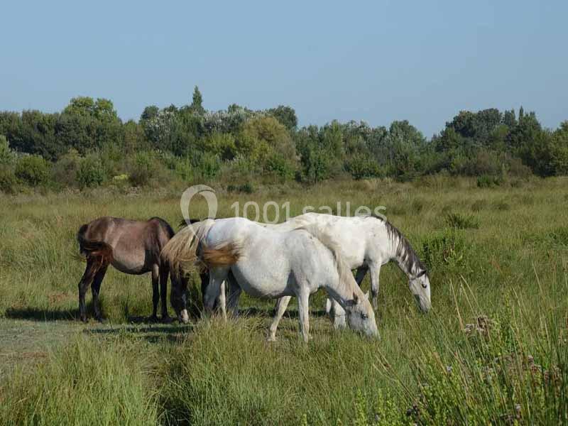 Location salle Arles (Bouches-du-Rhône) - Mas du Marais du Capeau #12