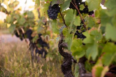 Location salle Saint-Jean-des-Vignes (Rhône) - Domaine Meryt #15