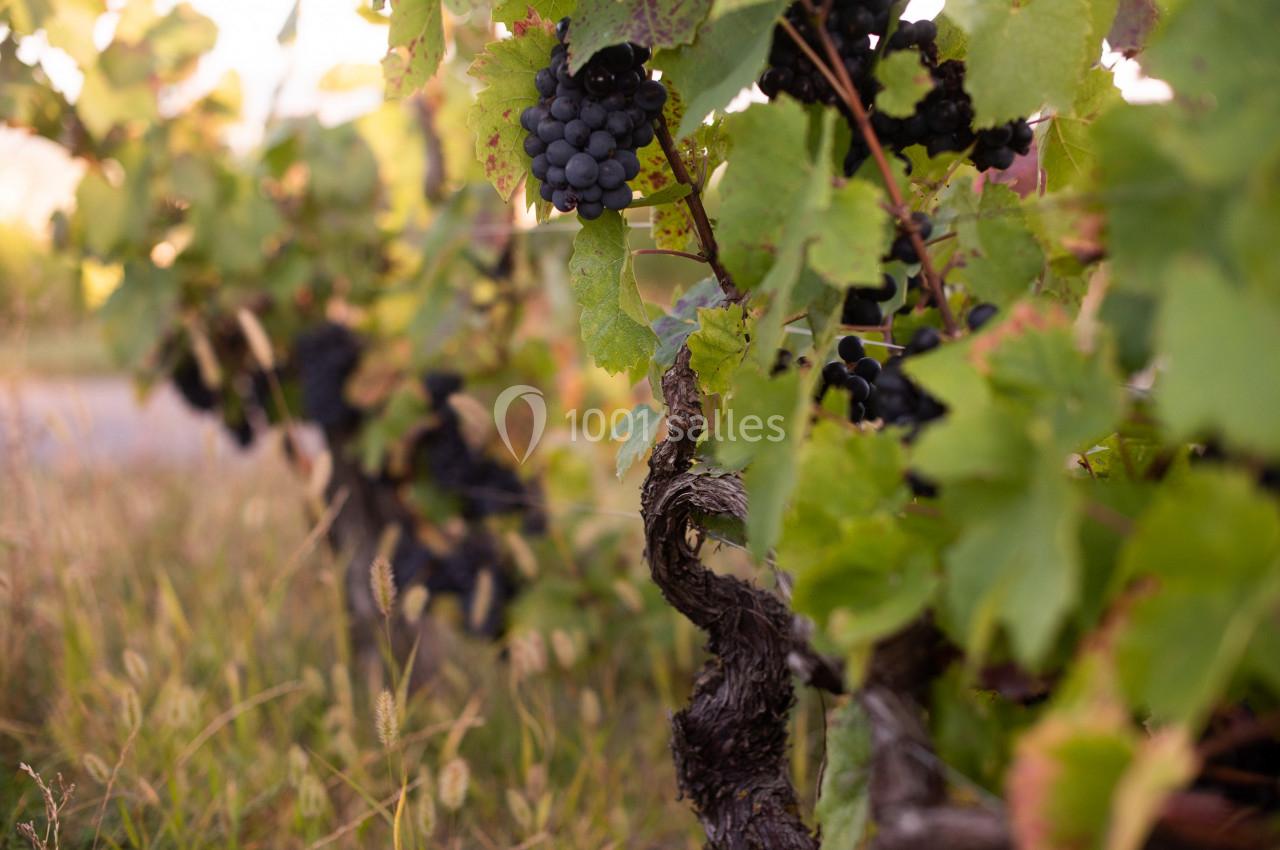 Location salle Saint-Jean-des-Vignes (Rhône) - Domaine Meryt #15