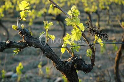 Location salle Gruissan (Aude) - Stelsia Casino Gruissan #22