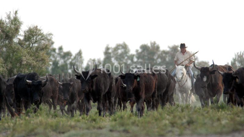Manade Mailhan Mas des Bernacles - galerie - photo 6