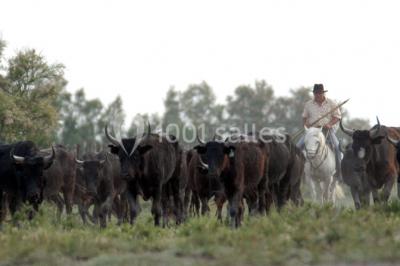 Manade Mailhan Mas Des Bernacles - photo 5