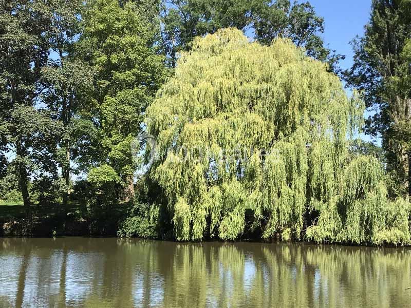 Un saule pleureur bordant un étang calme, entouré d'arbres sous un ciel bleu clair.