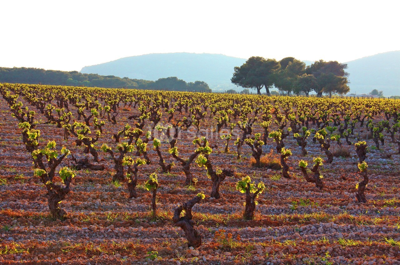 Vignes alignées dans un champ au sol rocailleux, avec des collines et des arbres en arrière-plan sous une lumière douce.