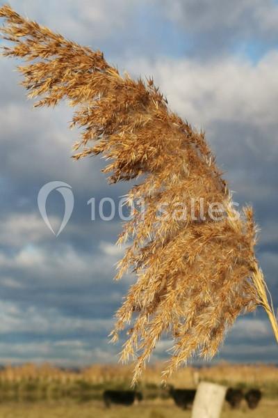 Roseau doré se balançant sous un ciel nuageux, avec une prairie et des silhouettes de vaches en arrière-plan.