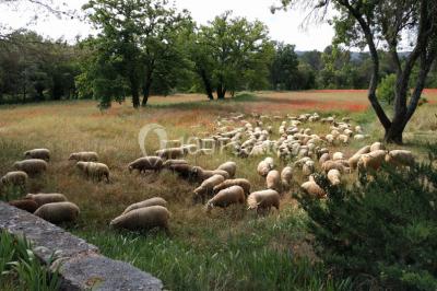 Miniature Pâturage sur le Domaine Saint-Antonin - 2018 Vue aérienne du Domaine - Évènement