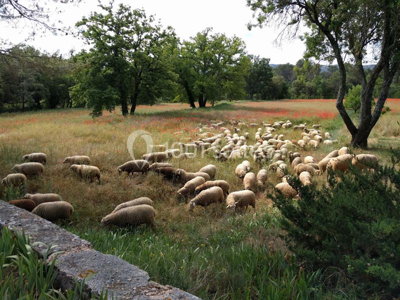 Pâturage sur le Domaine Saint-Antonin - 2018 Pâturage sur le Domaine Saint-Antonin - 2018
