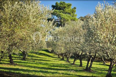 Miniature Location salle Fréjus (Var) - Domaine des Oliviers de l'Esterel #20 Location salle Fréjus (Var) - Domaine des Oliviers de l'Esterel #20