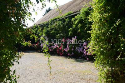 Feu d'artifice illuminant le ciel nocturne au-dessus d'arbres sombres dans un parc.