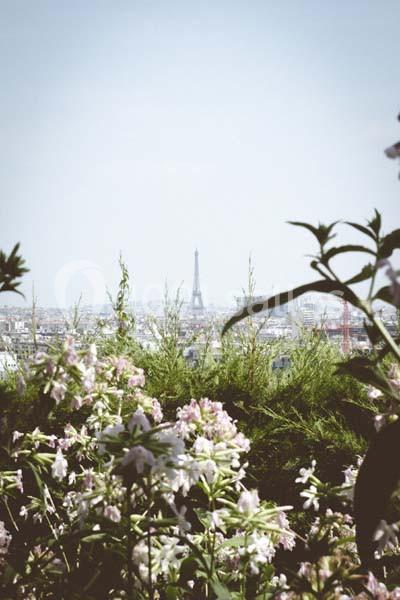 Vue de la tour Eiffel à travers des fleurs et des feuillages au premier plan, sous un ciel clair.