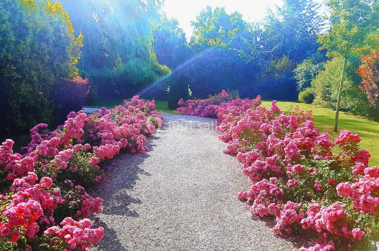Allée de gravier bordée de massifs de roses roses, entourée d'arbres et baignée de lumière naturelle.