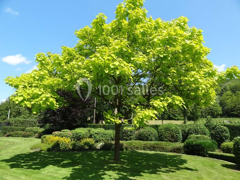Location salle Anhée (Namur) - Ferme de l'Abbaye de Moulins #10 Arbre au feuillage vert vif dans un jardin paysager avec pelouse et arbustes taillés, sous un ciel bleu dégagé.