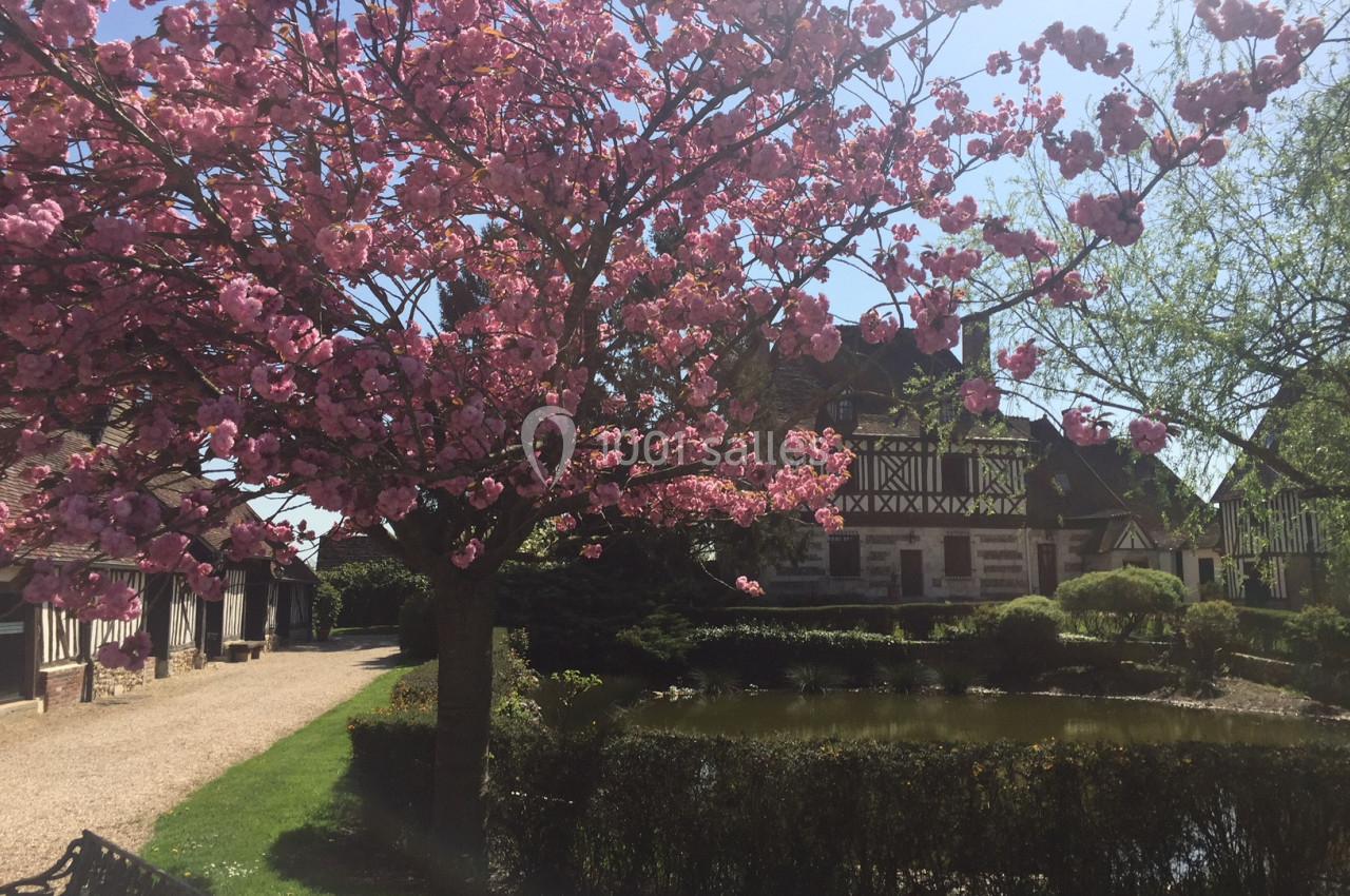 Arbre en fleurs roses près d'une mare, avec des bâtiments à colombages en arrière-plan sous un ciel ensoleillé.