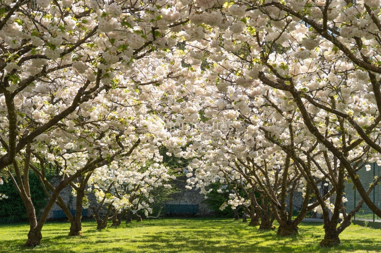 Allée de cerisiers en fleurs avec des branches formant une voûte au-dessus d'une pelouse verdoyante.