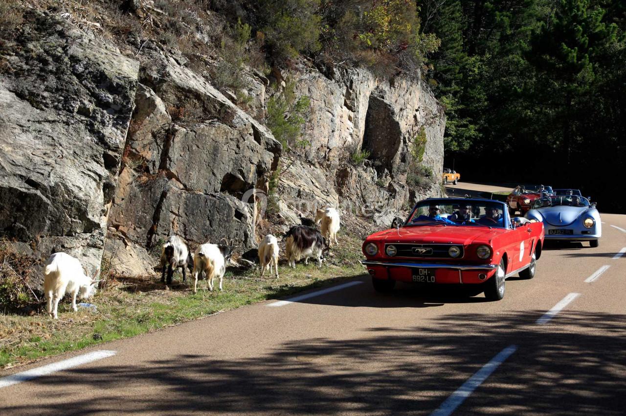 Voitures anciennes roulant sur une route bordée de chèvres et de rochers dans un paysage boisé.