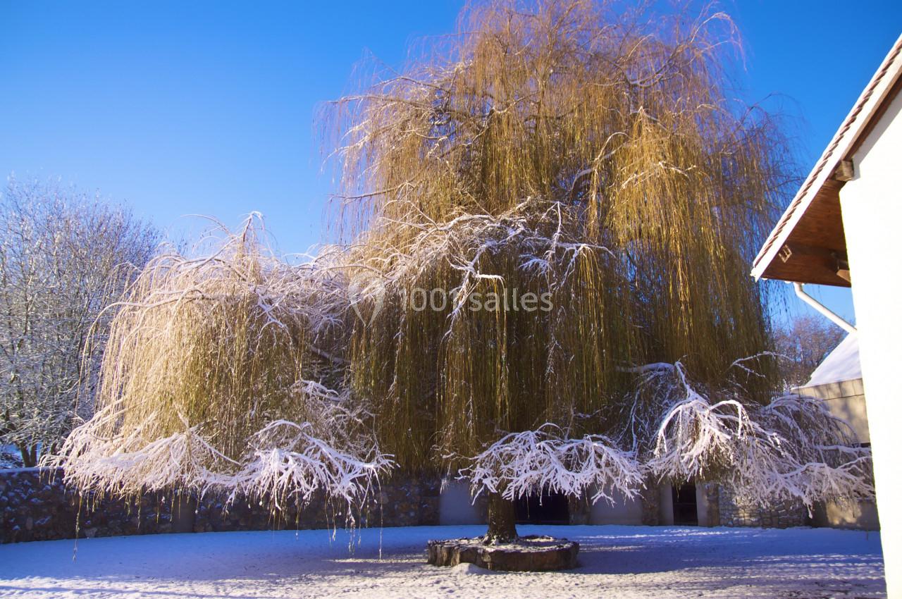 Saule pleureur enneigé dans une cour ensoleillée, entouré de murs et bâtiments sous un ciel bleu clair.
