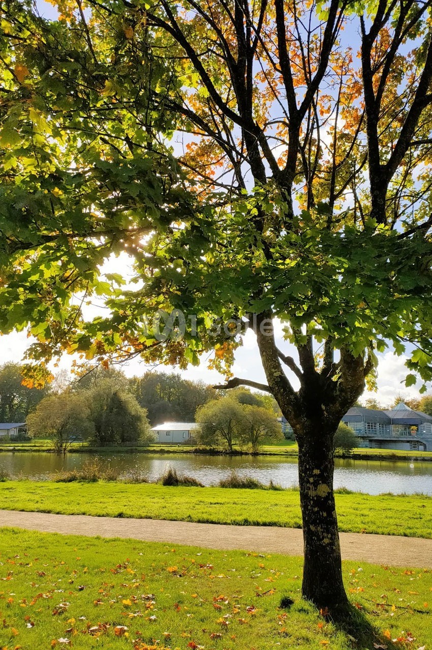 Arbre aux feuilles vertes et jaunes devant un étang, avec des maisons et des arbres en arrière-plan sous un ciel ensoleillé.