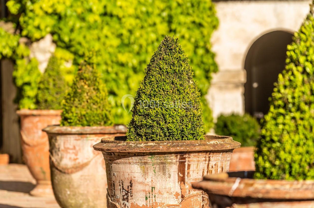 Buisson taillé en forme conique dans un grand pot en terre cuite, avec un mur couvert de végétation en arrière-plan.