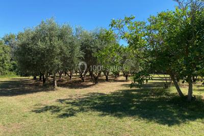 Miniature Location salle Cuers (Var) - Domaine Mas des Palmiers #8 Terrain de pétanque ensoleillé entouré d'arbres et de végétation dans un jardin.