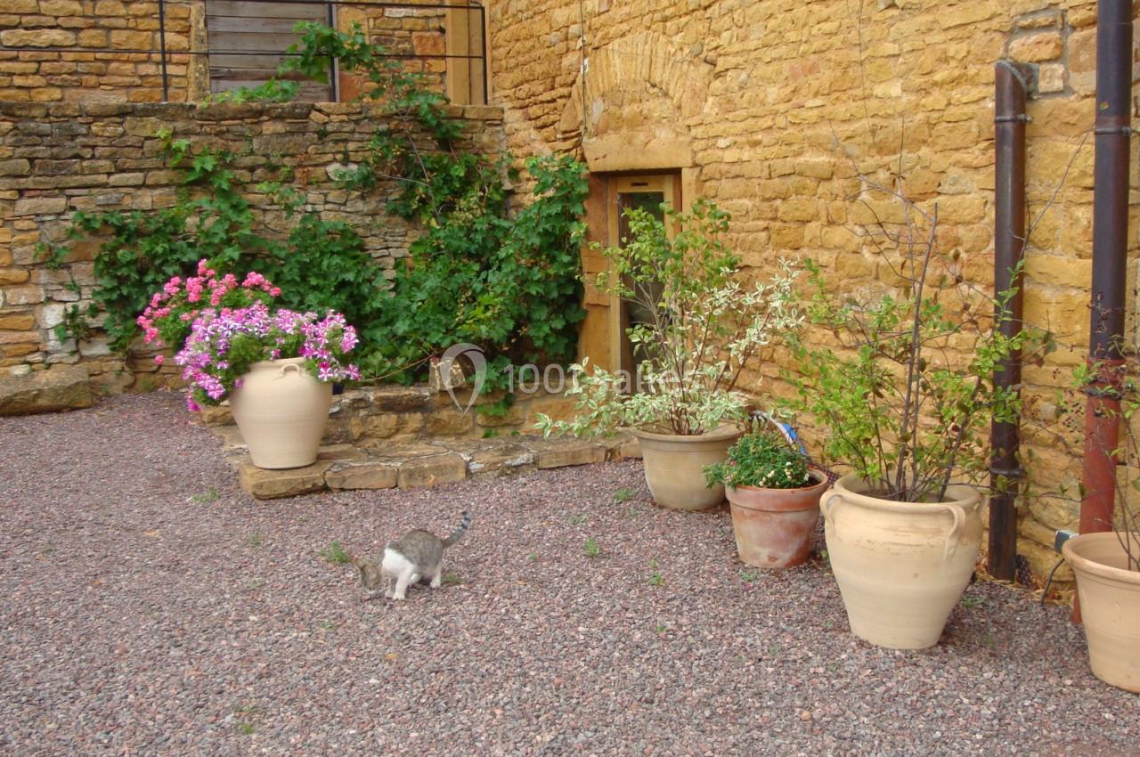 Un chat gris marche dans une cour en gravier entourée de pots de fleurs et de murs en pierre jaune.