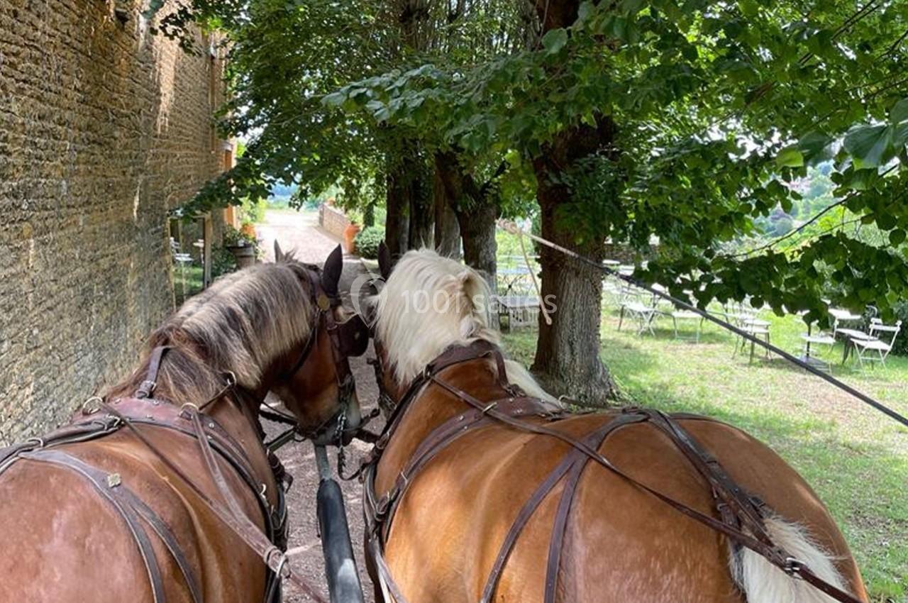 Deux chevaux attelés à une calèche avancent sur un chemin bordé d'arbres et d'un mur en pierre.
